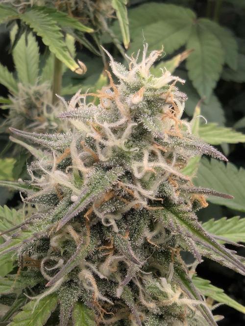 TB SkittleZ Auto - Bulldog Seeds. Week 9