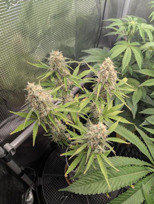 TB SkittleZ Auto - Bulldog Seeds. Week 9