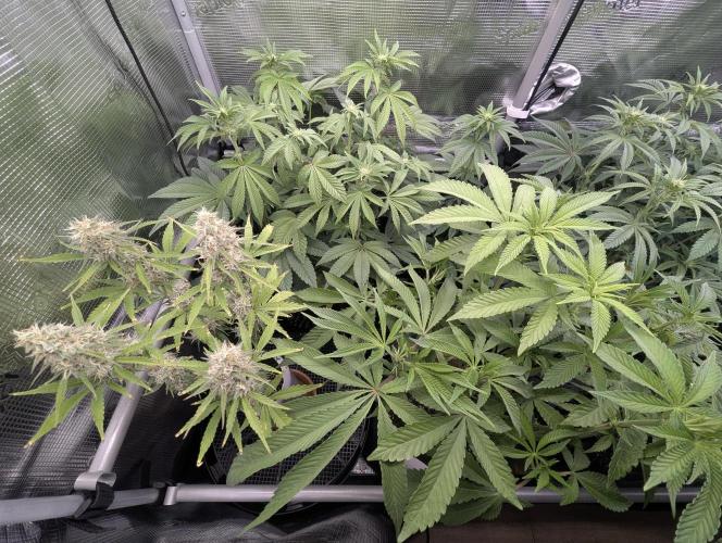 TB SkittleZ Auto - Bulldog Seeds. Week 9