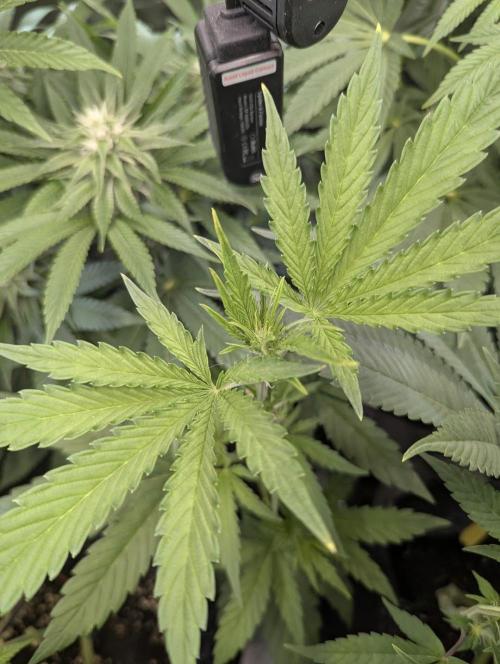 Toad Venum Auto - Growers Choice. Week 4