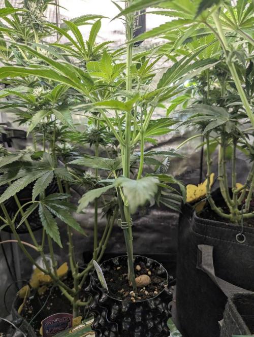 Toad Venum Auto - Growers Choice. Week 4