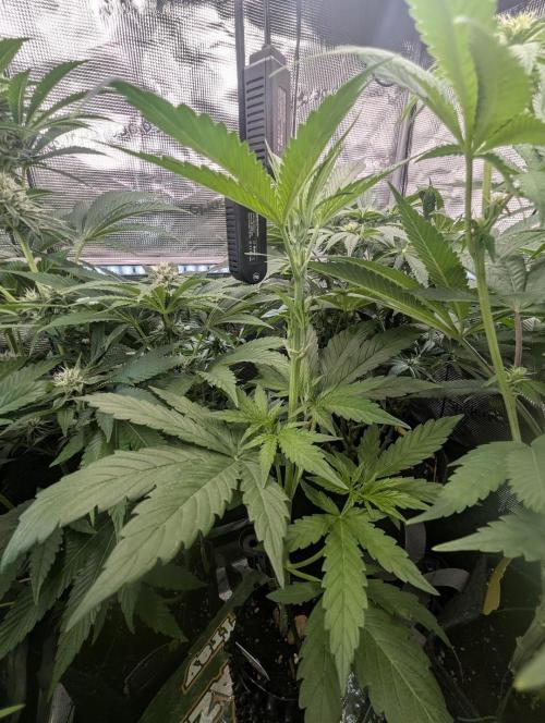 Grow Tent 4’x2’x5′ (120cm x 60cm x 150cm). Week 4
