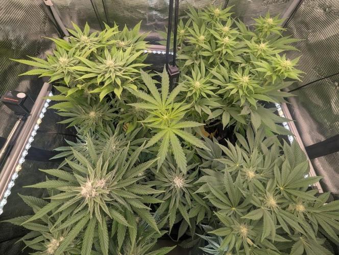 Toad Venum Auto - Growers Choice. Week 4