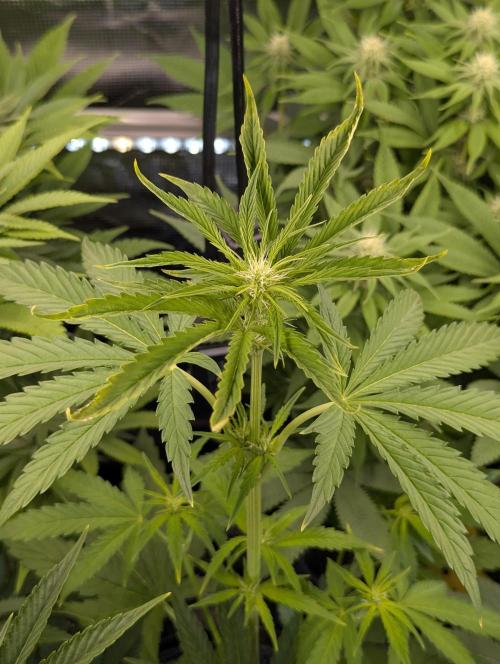 Grow Tent 4’x2’x5′ (120cm x 60cm x 150cm). Week 4