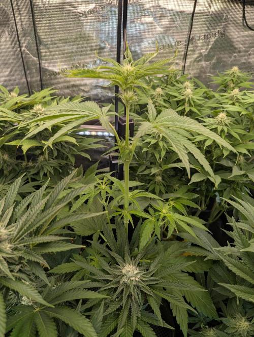 Toad Venum Auto - Growers Choice. Week 4