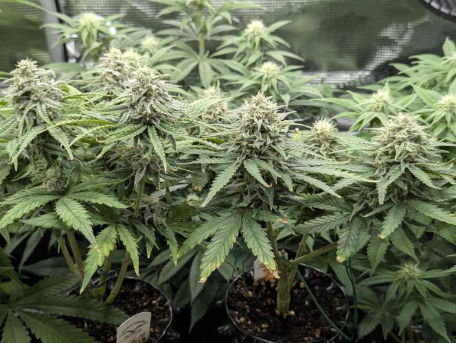 Micro Grow Q126. Week 8