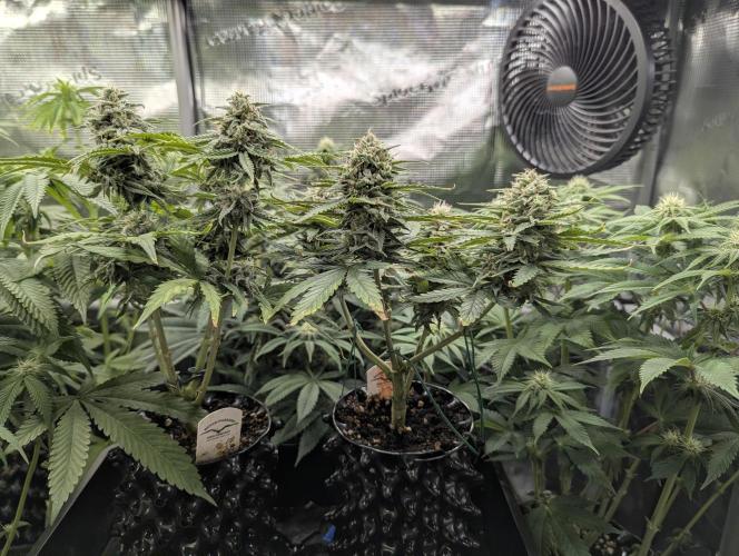 Micro Grow Q126. Week 8
