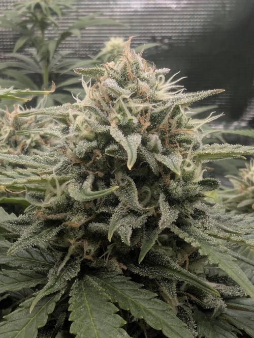 Micro Grow Q126. Week 8