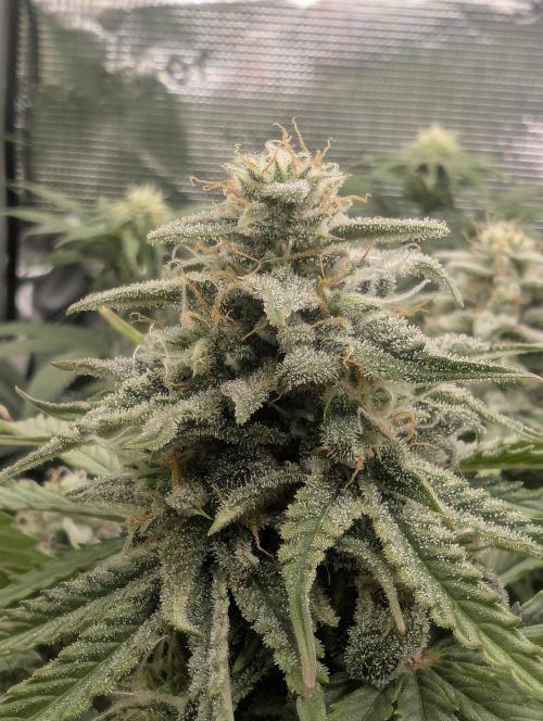 Micro Grow Q126. Week 8