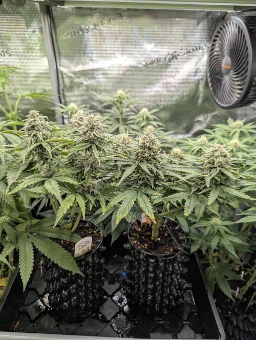 Micro Grow Q126. Week 8