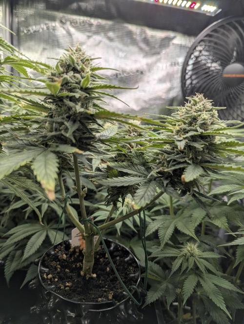Micro Grow Q126. Week 8