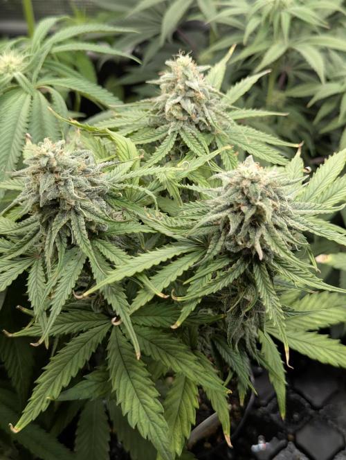 Micro Grow Q126. Week 8