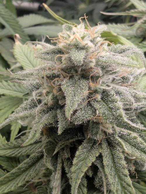 Micro Grow Q126. Week 8