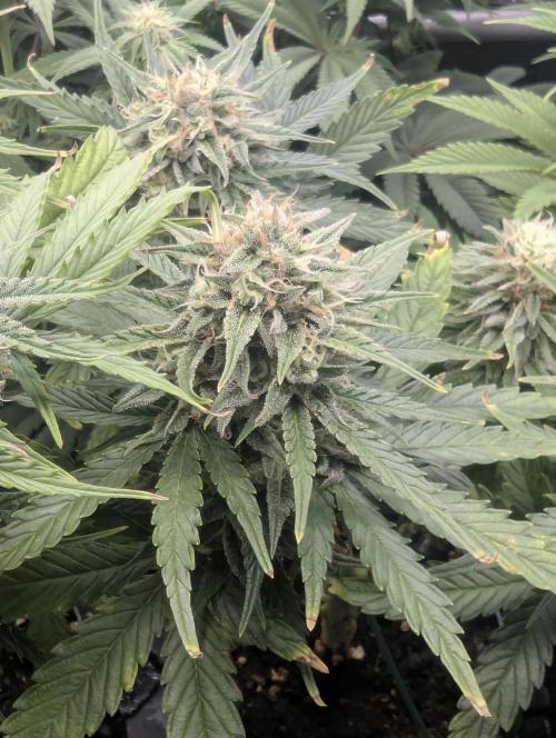 Micro Grow Q126. Week 8