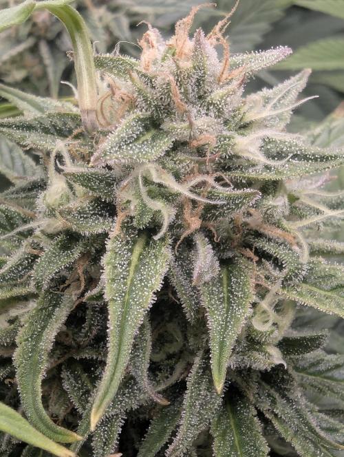 Micro Grow Q126. Week 8