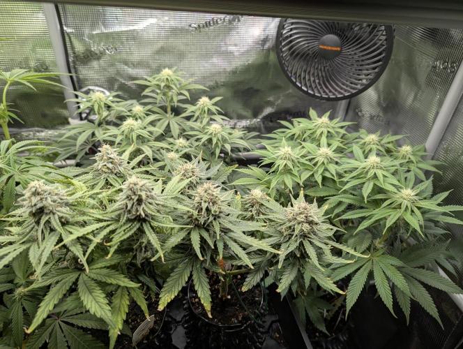 Micro Grow Q126. Week 8