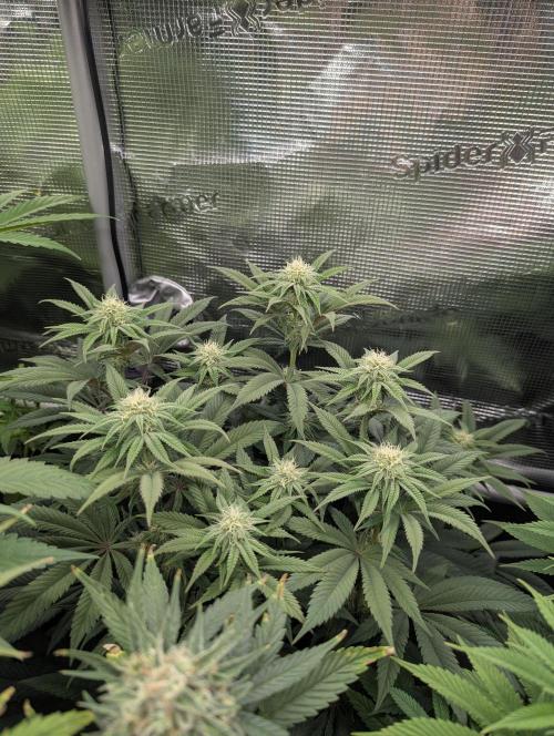 Potion - Wizard Trees. Week 9