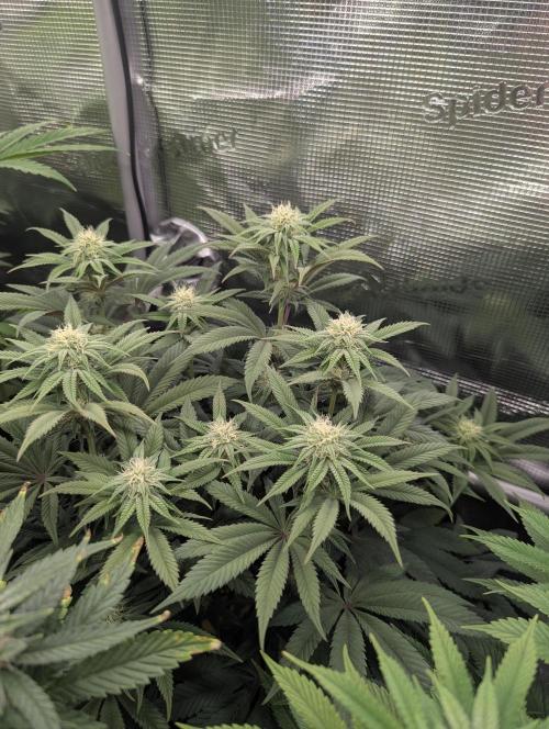 Potion - Wizard Trees. Week 9