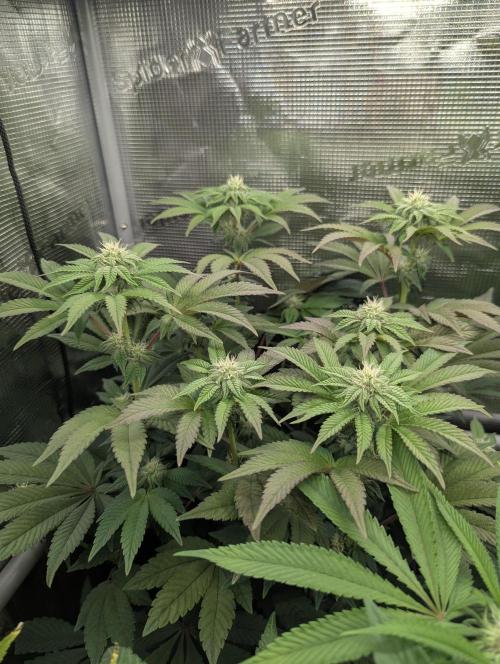 Potion - Wizard Trees. Week 9