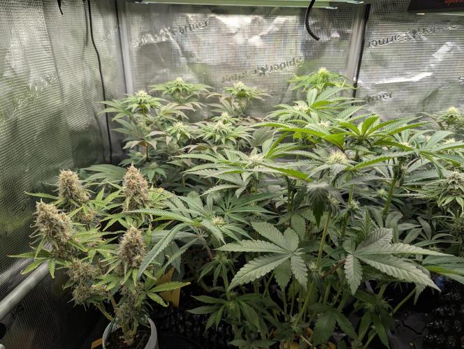 Grow Tent 3x3x6 (90cm x 90cm x 180cm). Week 9