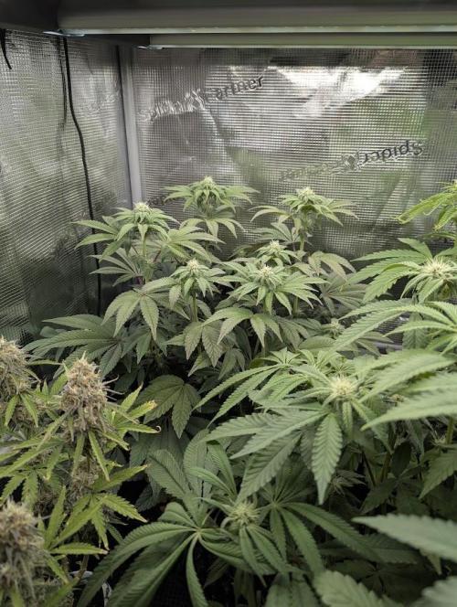 Potion - Wizard Trees. Week 9
