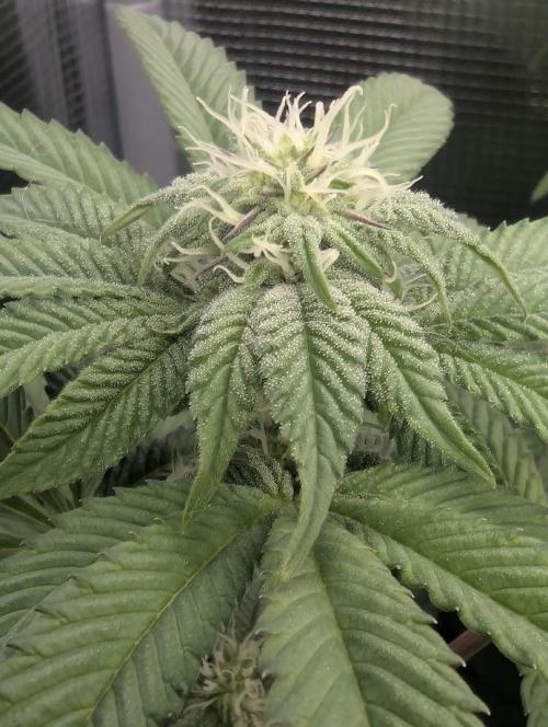 Potion - Wizard Trees. Week 9