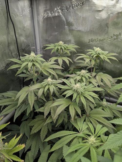Grow Tent 3x3x6 (90cm x 90cm x 180cm). Week 9