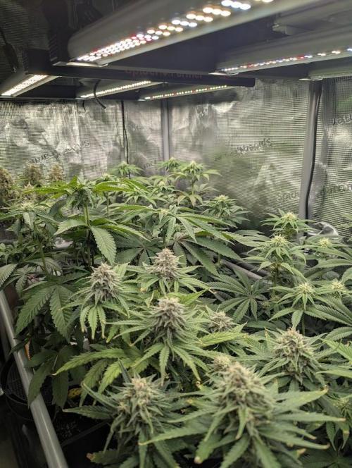 Grand Prixx - Wizard Trees. Week 9