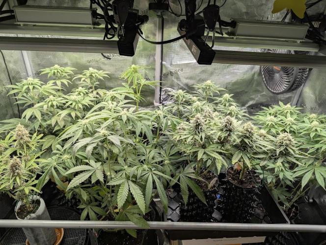 Grand Prixx - Wizard Trees. Week 9