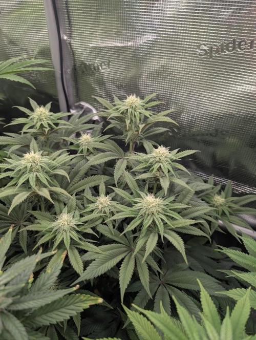 Grand Prixx - Wizard Trees. Week 9