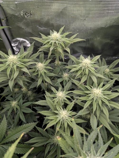 Grand Prixx. Week 9