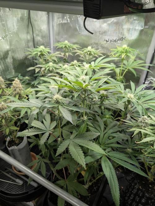 Gary Patron - Nine Weeks Harvest. Week 9