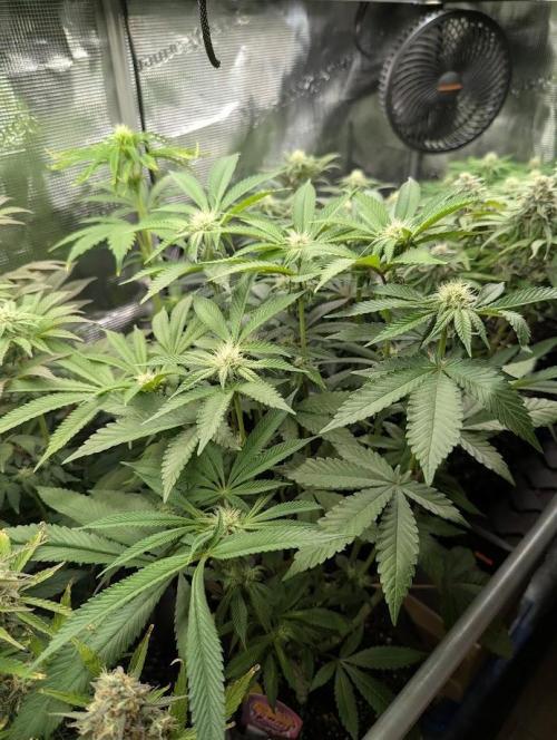 Gary Patron - Nine Weeks Harvest. Week 9