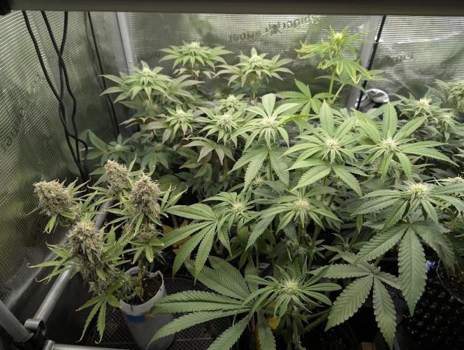 Gary Patron - Nine Weeks Harvest. Week 9