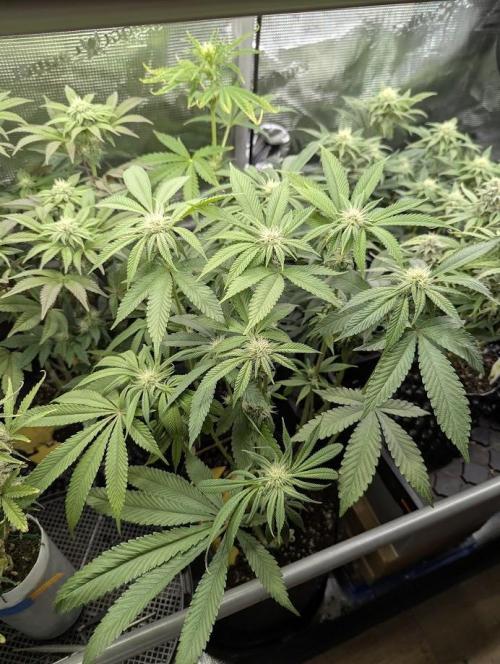 Gary Patron - Nine Weeks Harvest. Week 9