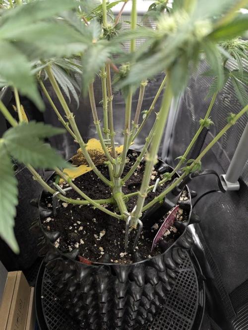 Glue 31 - Compound Genetics. Week 8