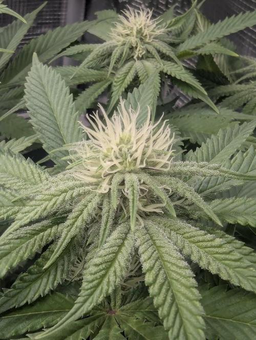 Glue 31 - Compound Genetics. Week 8