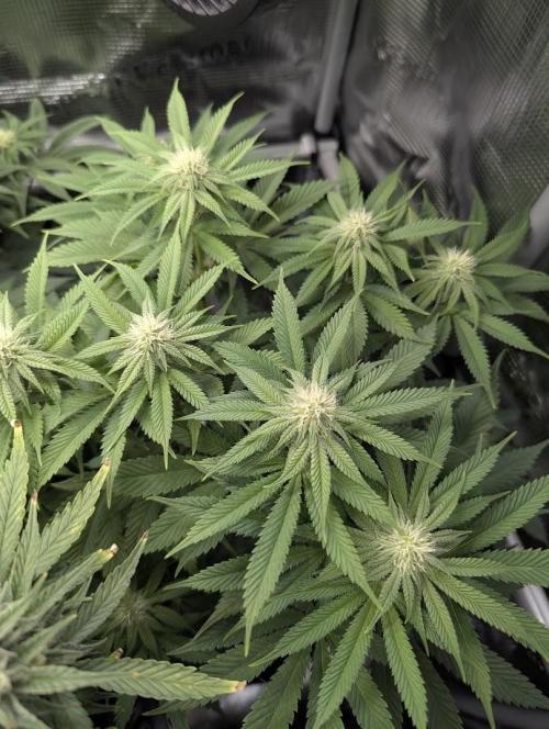 Glue 31 - Compound Genetics. Week 8