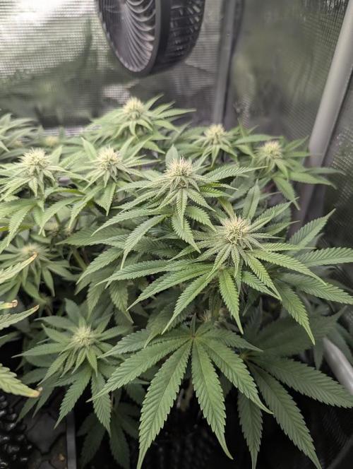 Glue 31 - Compound Genetics. Week 8