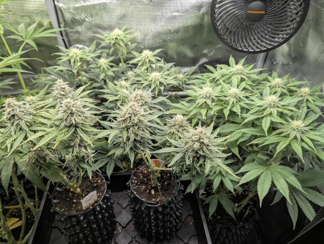 Glue 31. Week 8