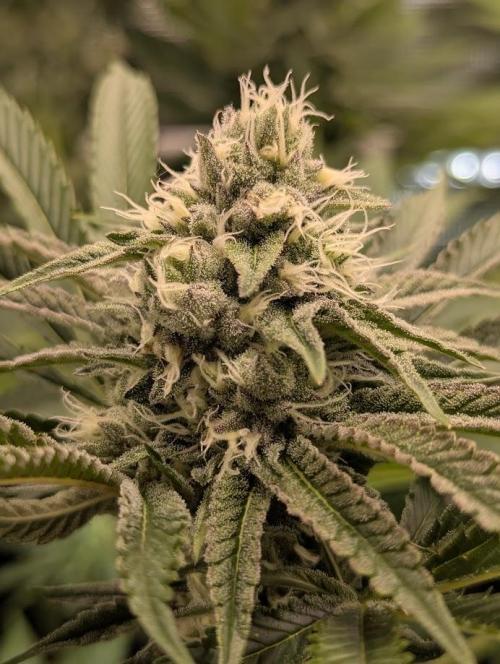 ZkyscraperZ - N.Y.Ceeds. Week 10