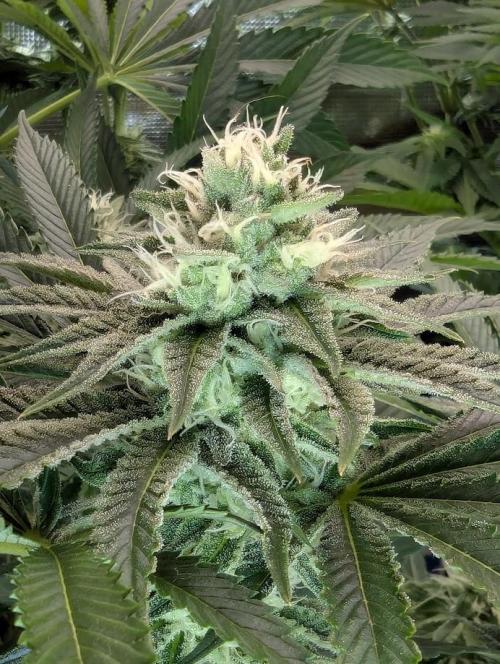 ZkyscraperZ - N.Y.Ceeds. Week 10