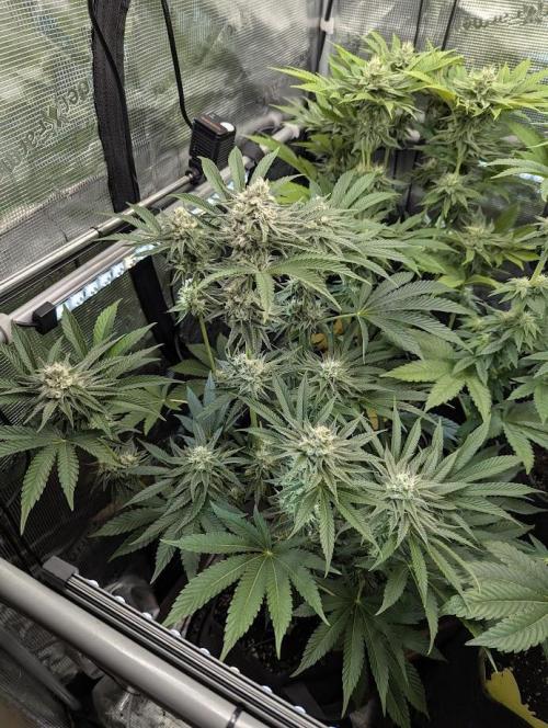 ZkyscraperZ - N.Y.Ceeds. Week 10