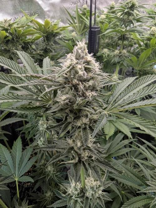 ZkyscraperZ - N.Y.Ceeds. Week 10