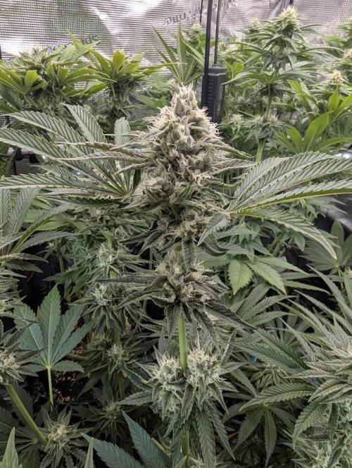 ZkyscraperZ - N.Y.Ceeds. Week 10