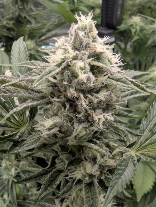 ZkyscraperZ - N.Y.Ceeds. Week 10