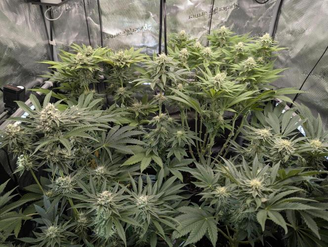 Monaco - Nine Weeks Harvest. Week 9