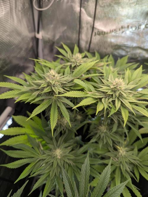 Monaco - Nine Weeks Harvest. Week 9