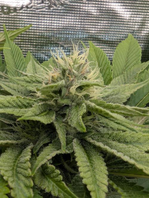 Monaco - Nine Weeks Harvest. Week 9