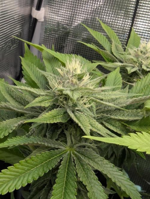 Monaco - Nine Weeks Harvest. Week 9